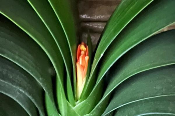 君子兰夹花苞的处理方式,可补充光照或者控制温差