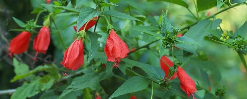 悬铃花是单子叶是双子叶，是一种双子叶植物