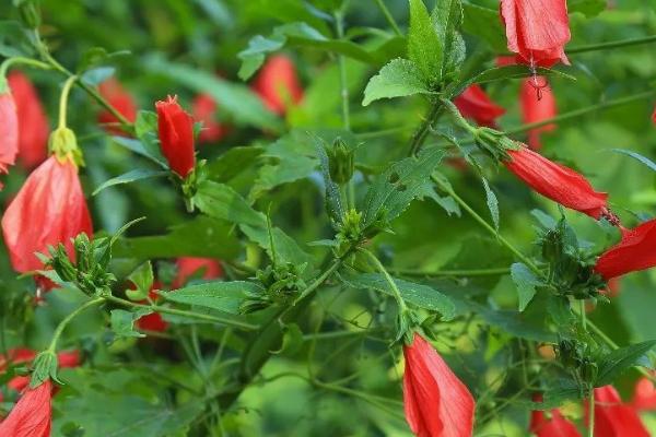 悬铃花是单子叶是双子叶,是一种双子叶植物