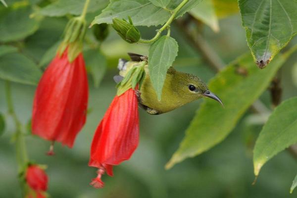 悬铃花是单子叶是双子叶,是一种双子叶植物