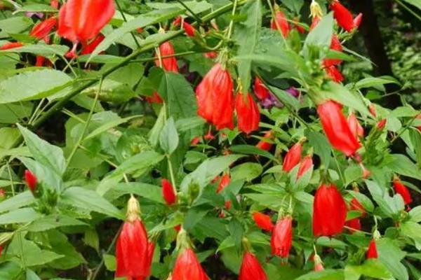 悬铃花是单子叶是双子叶,是一种双子叶植物