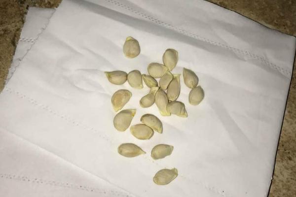 橙子种子怎么发芽,首先要挑选外表饱满完整的健康种子