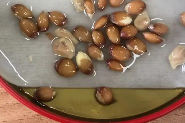 橙子种子怎么发芽,首先要挑选外表饱满完整的健康种子