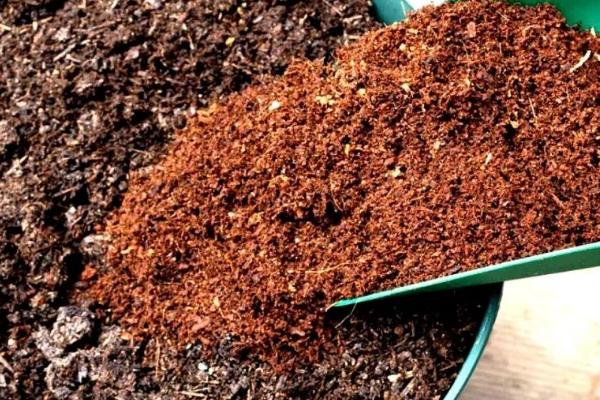 橙子种子怎么发芽,首先要挑选外表饱满完整的健康种子