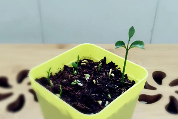 橙子种子怎么发芽,首先要挑选外表饱满完整的健康种子