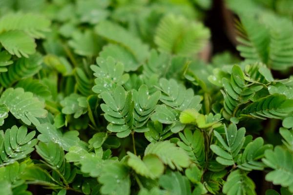 含羞草如何过冬,要及时移至室内并减少浇水频次