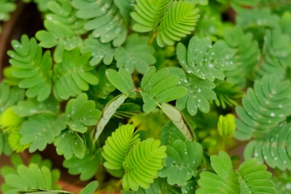 含羞草如何过冬,要及时移至室内并减少浇水频次