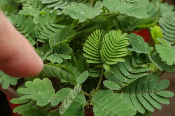 含羞草如何过冬,要及时移至室内并减少浇水频次