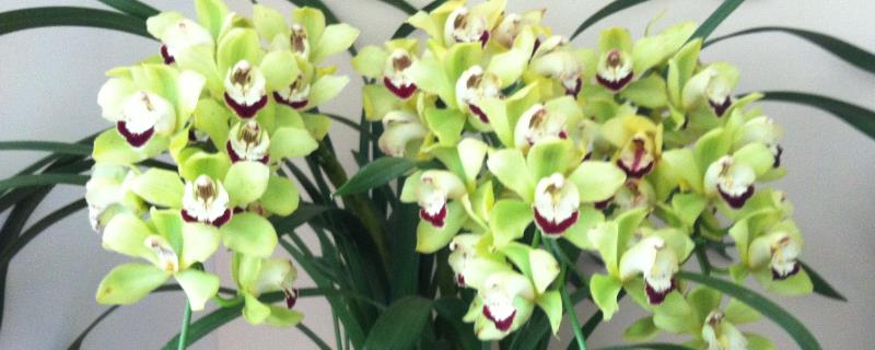 大花蕙兰的花语,花语是丰盈祥和、高贵雍容、步步高升