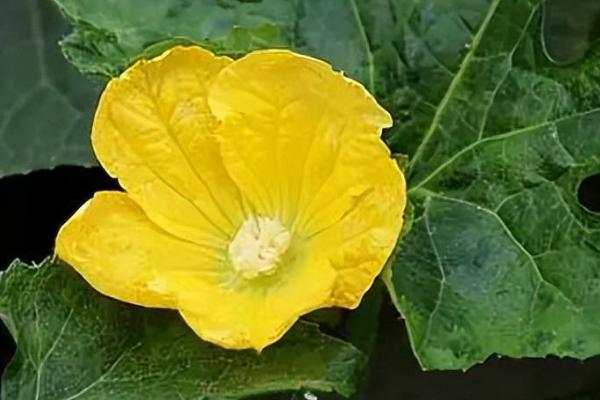 爬地黑皮冬瓜的种植技术，要选择籽粒饱满且无破损的种子