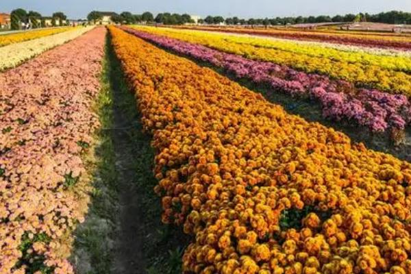 菊花冬天会不会冻死,耐寒性差容易冻死