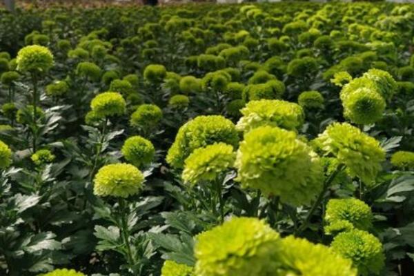 菊花冬天会不会冻死,耐寒性差容易冻死