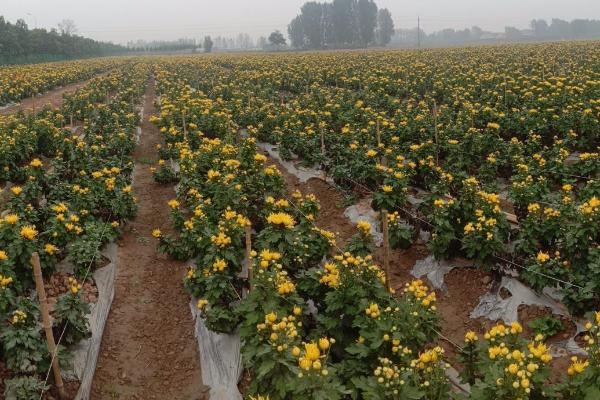 菊花冬天会不会冻死,耐寒性差容易冻死