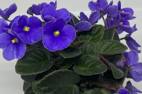 非洲堇的养殖方法,冬季要将非洲堇移至温暖环境中