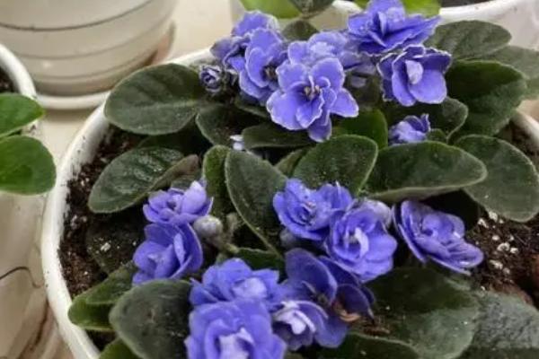 非洲堇的养殖方法,冬季要将非洲堇移至温暖环境中