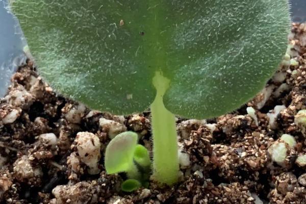 非洲堇的养殖方法,冬季要将非洲堇移至温暖环境中