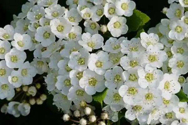 依米花有什么花语,转瞬即逝的爱、瞬间的绚烂、片刻的奇迹皆是它的花语