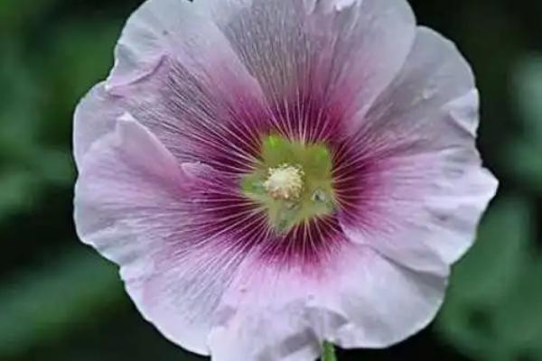 依米花有什么花语,转瞬即逝的爱、瞬间的绚烂、片刻的奇迹皆是它的花语