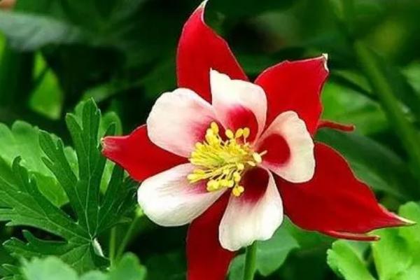 依米花有什么花语,转瞬即逝的爱、瞬间的绚烂、片刻的奇迹皆是它的花语