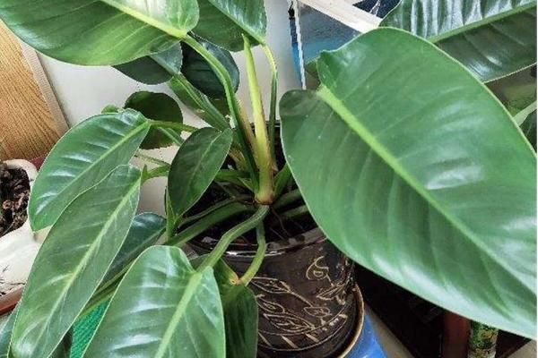 金钻叶子发黄怎么办，可以控制浇水或调整光照等