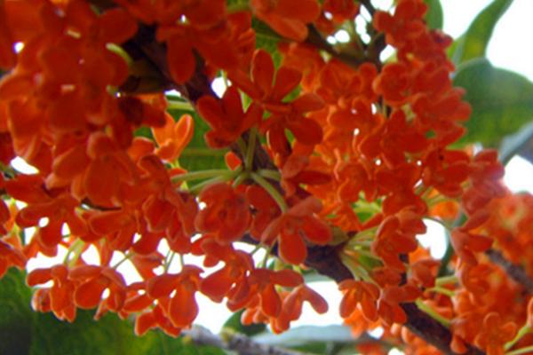 状元红的名字由来,相传是从苏轼所作的词中取名