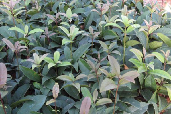 状元红的名字由来,相传是从苏轼所作的词中取名