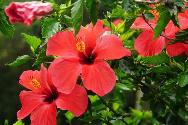 株瑾花怎么修剪,每年换盆的时候需修剪根系