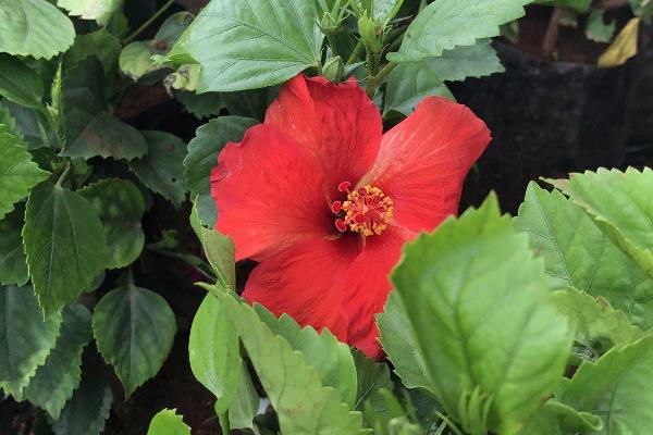 株瑾花怎么修剪,每年换盆的时候需修剪根系