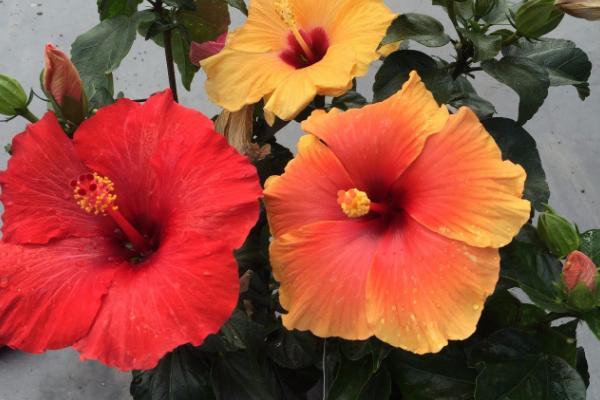 株瑾花怎么修剪,每年换盆的时候需修剪根系