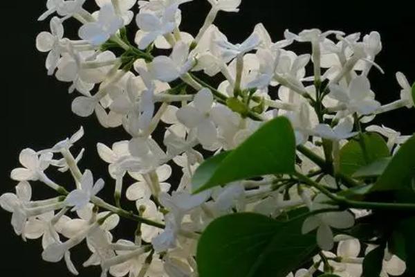 白丁香的寓意，寓意高贵品质、积极乐观、纯洁等