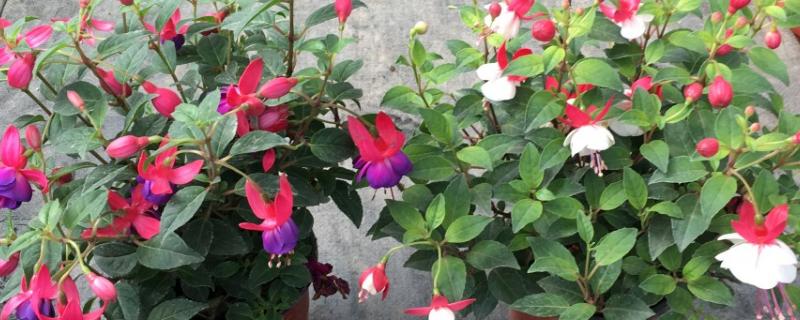 倒挂金钟干了怎么补救，要及时浇水