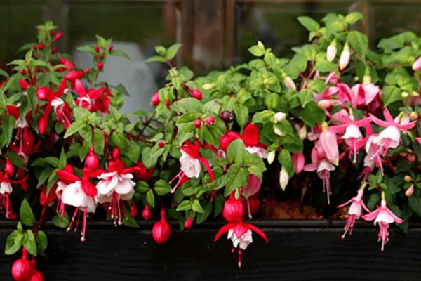 倒挂金钟干了怎么补救，要及时浇水