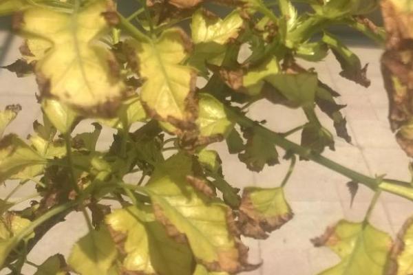 山楂树叶子发黄枯死是什么病,通常是感染了黄叶病