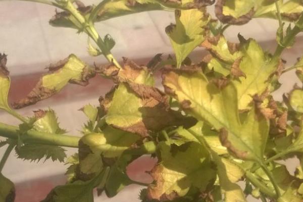 山楂树叶子发黄枯死是什么病,通常是感染了黄叶病