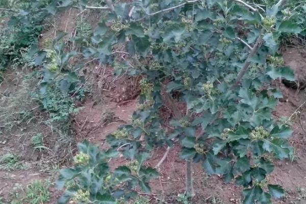 山楂树叶子发黄枯死是什么病,通常是感染了黄叶病