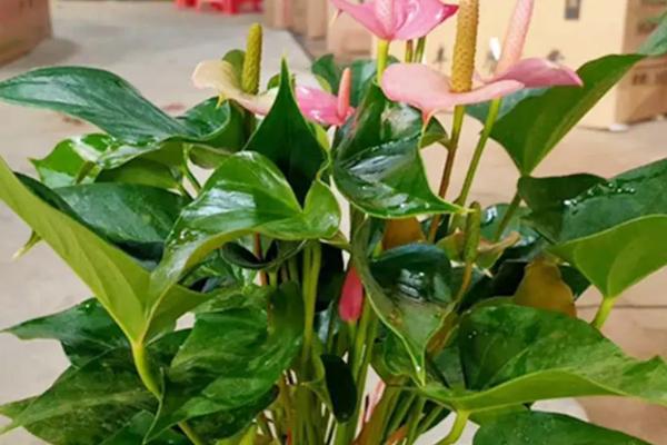 粉掌的养护方法,在生长期可以每隔4-5天浇一次水