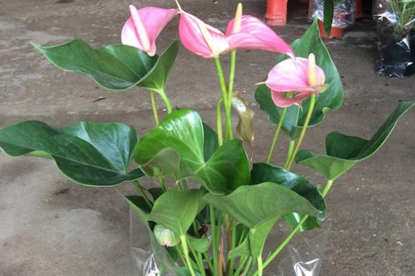 粉掌的养护方法,在生长期可以每隔4-5天浇一次水