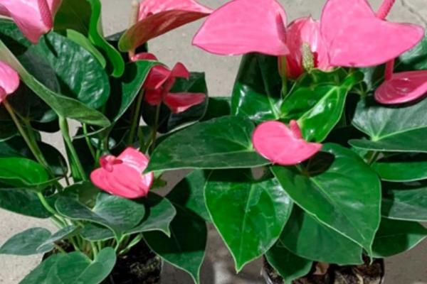 粉掌的养护方法,在生长期可以每隔4-5天浇一次水