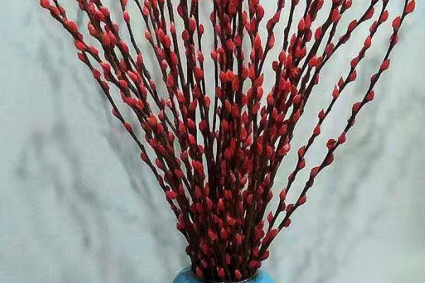 彩色银柳的养殖技术,每隔3天给植株换水一次