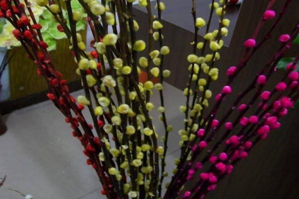 彩色银柳的养殖技术,每隔3天给植株换水一次