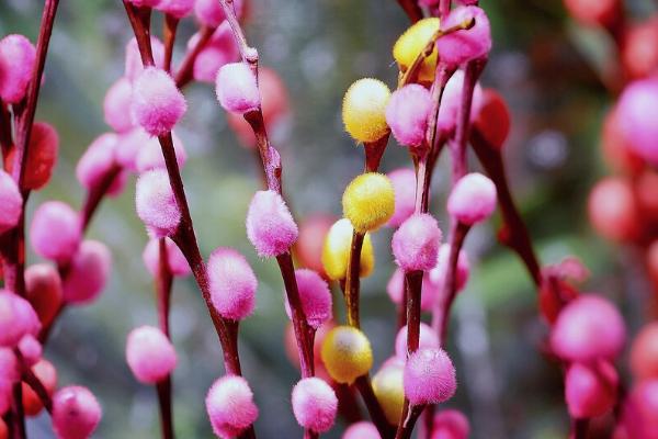 彩色银柳的养殖技术,每隔3天给植株换水一次