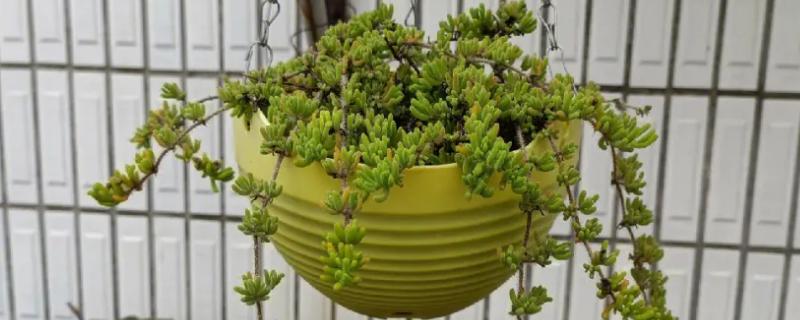 枝干番杏的养护方法，要避免阳光直射