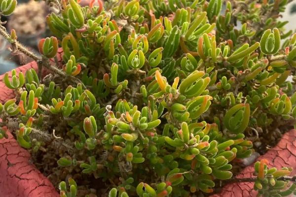 枝干番杏的养护方法,要避免阳光直射