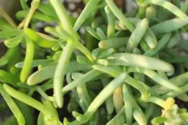 枝干番杏的养护方法,要避免阳光直射