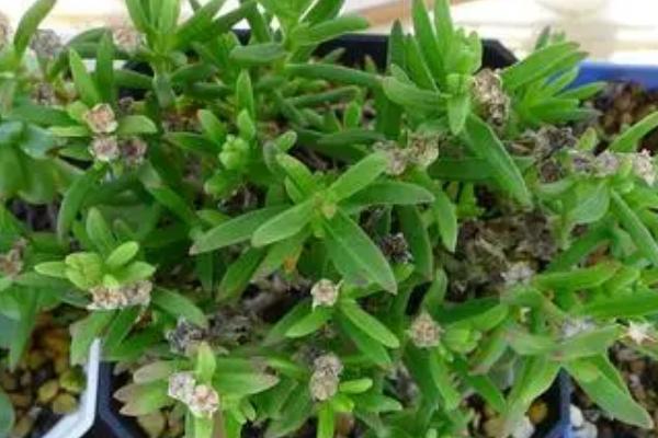 枝干番杏的养护方法,要避免阳光直射