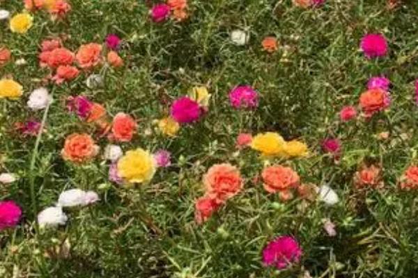 太阳花的花期,养护得当的话可全年开放