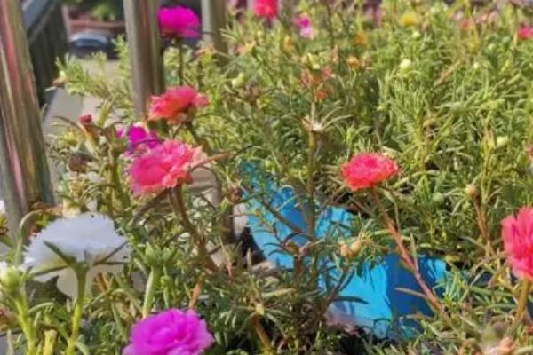 太阳花的花期,养护得当的话可全年开放