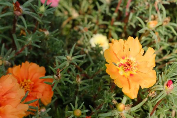 太阳花的花期,养护得当的话可全年开放