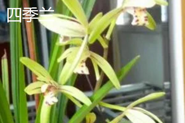 兰草的种类,常见的有四季兰、大花蕙兰、文心兰等