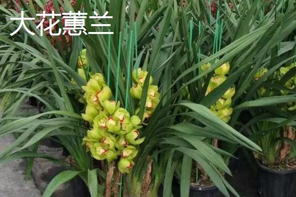 兰草的种类,常见的有四季兰、大花蕙兰、文心兰等